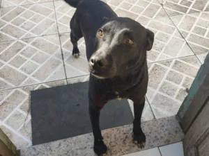 Cachorro raça SRD-ViraLata idade 3 anos nome Beto