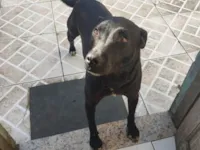 Cachorro raça SRD-ViraLata idade 3 anos nome Beto