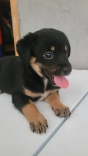 Cachorro raça SRD-ViraLata idade Abaixo de 2 meses nome Sem Nome