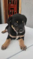 Cachorro ra a SRD-ViraLata idade Abaixo de 2 meses nome Sem Nome