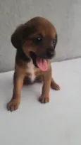 Cachorro ra a SRD-ViraLata idade Abaixo de 2 meses nome Sem Nome