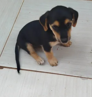 Cachorro raça Basset-Cofap idade Abaixo de 2 meses nome Sem Nome