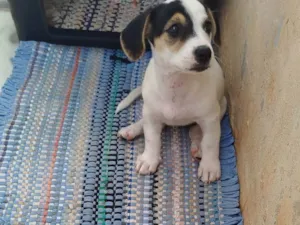 Cachorro raça Basset-Cofap idade Abaixo de 2 meses nome Sem Nome