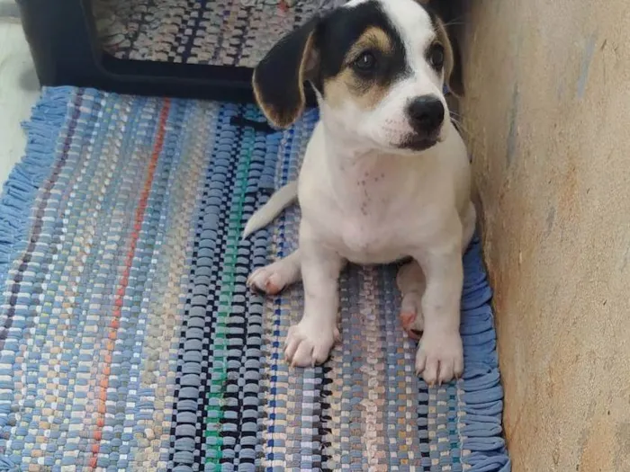 Cachorro ra a Basset-Cofap idade Abaixo de 2 meses nome Sem Nome