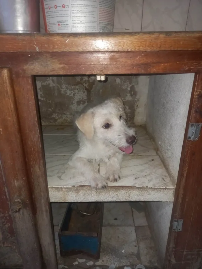 Cachorro ra a SRD-ViraLata idade 7 a 11 meses nome Zeca