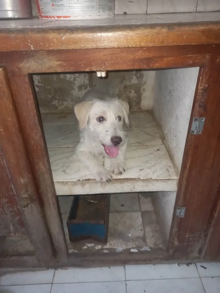 Cachorro ra a SRD-ViraLata idade 7 a 11 meses nome Zeca