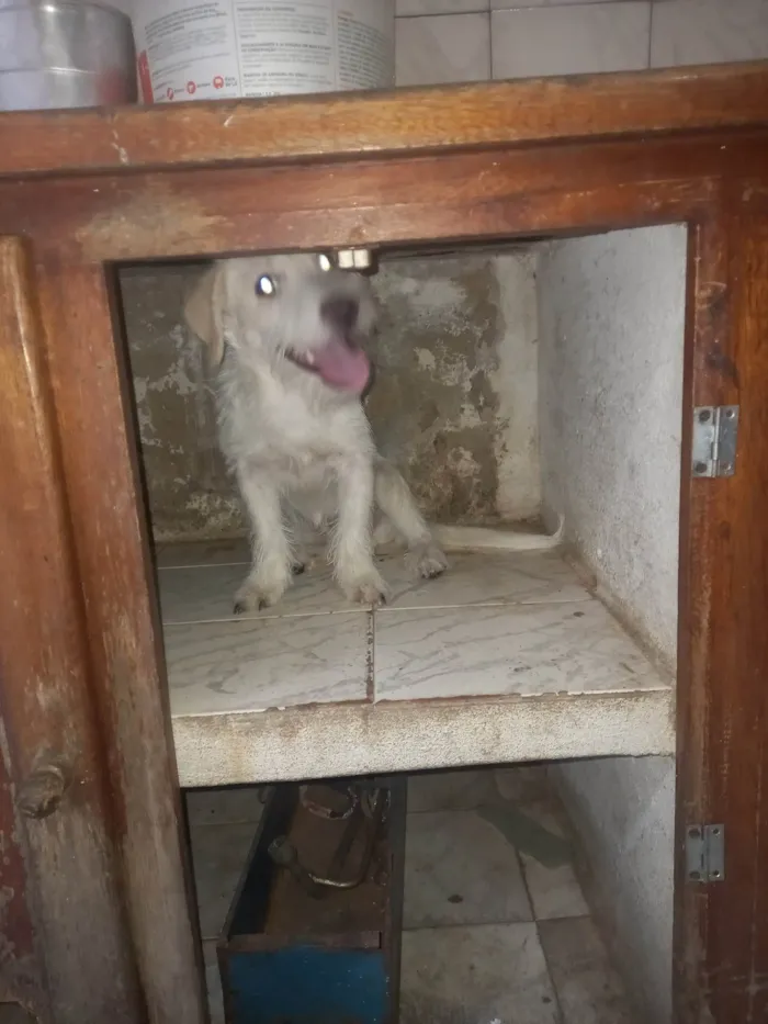 Cachorro ra a SRD-ViraLata idade 7 a 11 meses nome Zeca