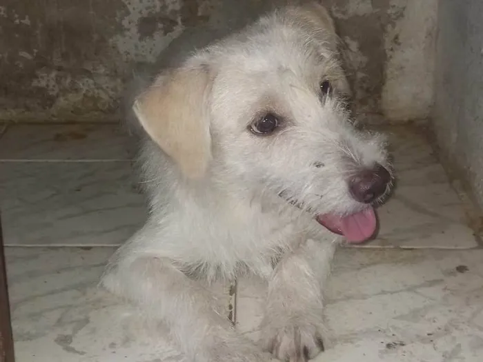 Cachorro ra a SRD-ViraLata idade 7 a 11 meses nome Zeca