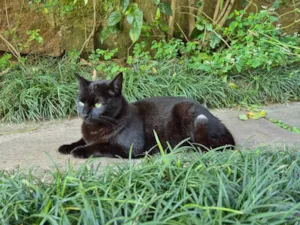 Gato raça SRD-ViraLata idade 2 anos nome Pitoca