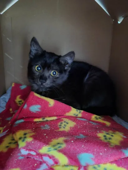 Gato raça SRD-ViraLata idade 2 a 6 meses nome Chica