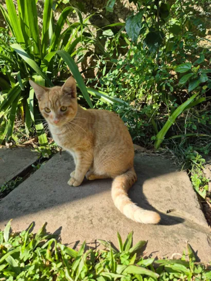 Gato raça SRD-ViraLata idade 7 a 11 meses nome Ferrugem