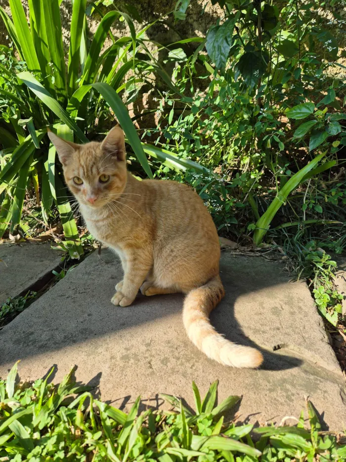 Gato ra a SRD-ViraLata idade 7 a 11 meses nome Ferrugem