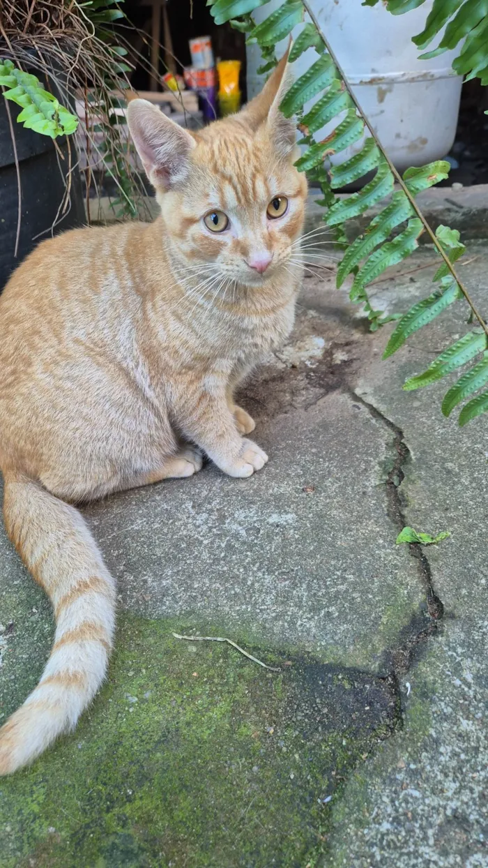 Gato ra a SRD-ViraLata idade 7 a 11 meses nome Ferrugem