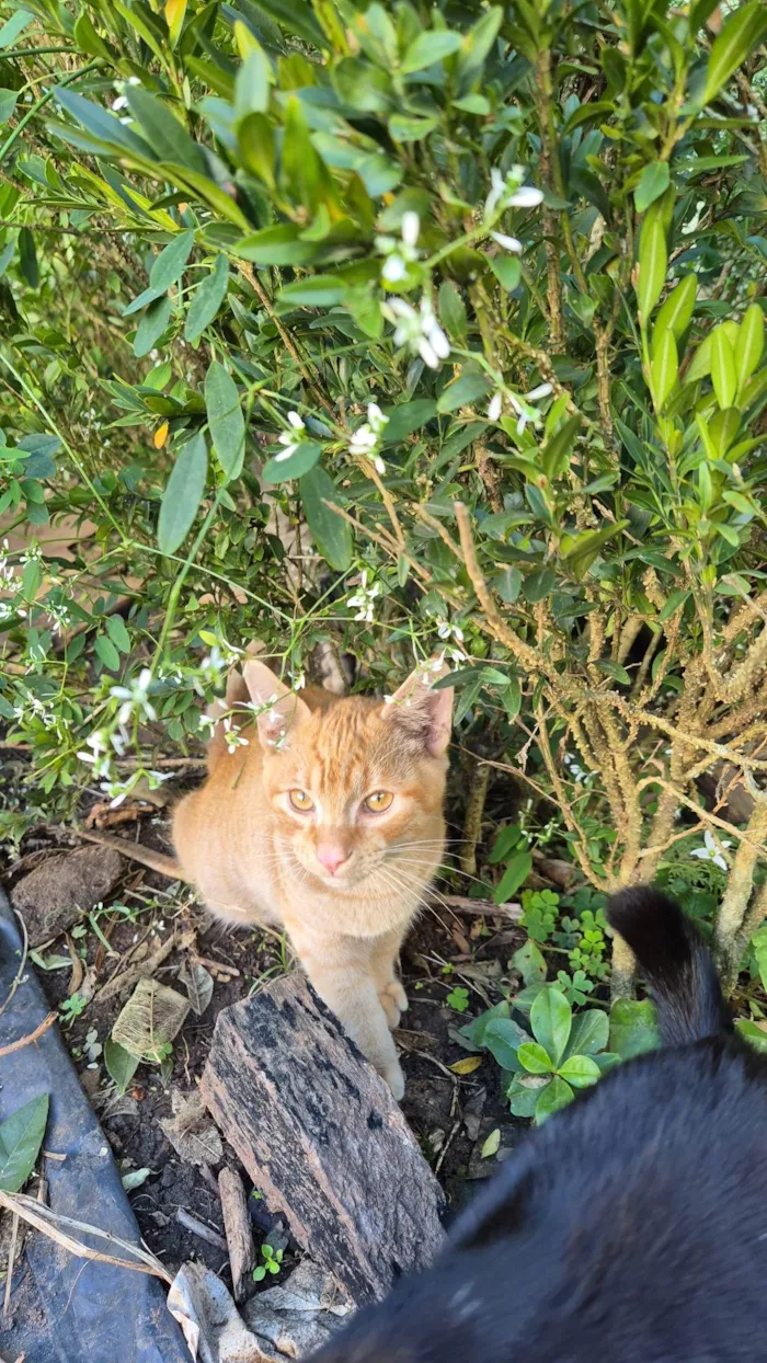 Gato ra a SRD-ViraLata idade 7 a 11 meses nome Ferrugem