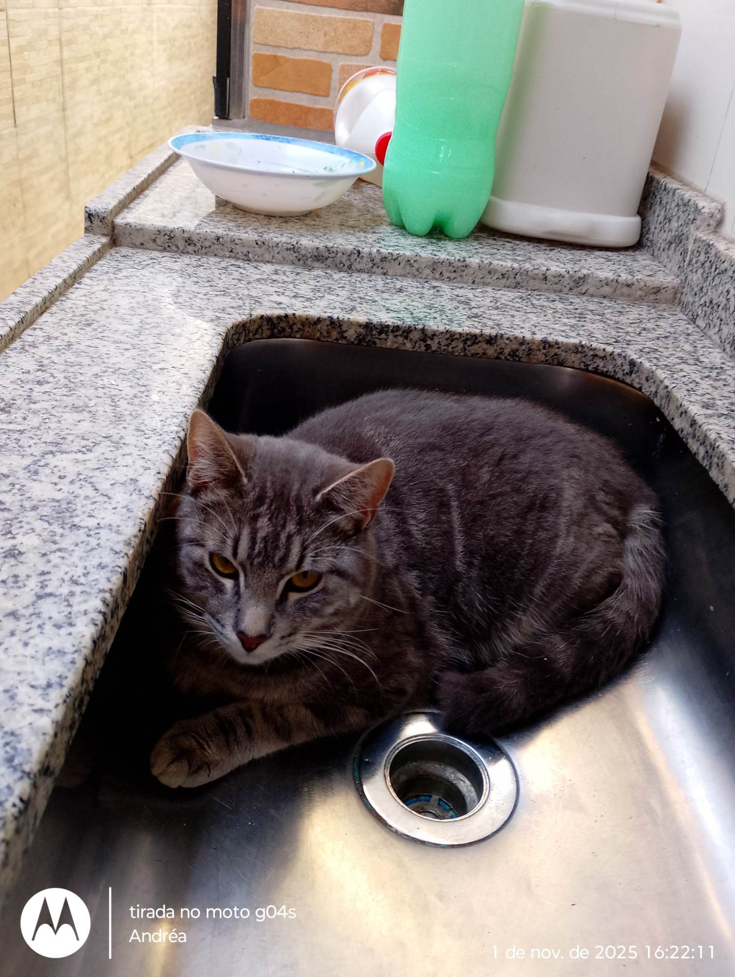 Gato raça SRD-ViraLata idade 7 a 11 meses nome Menino 