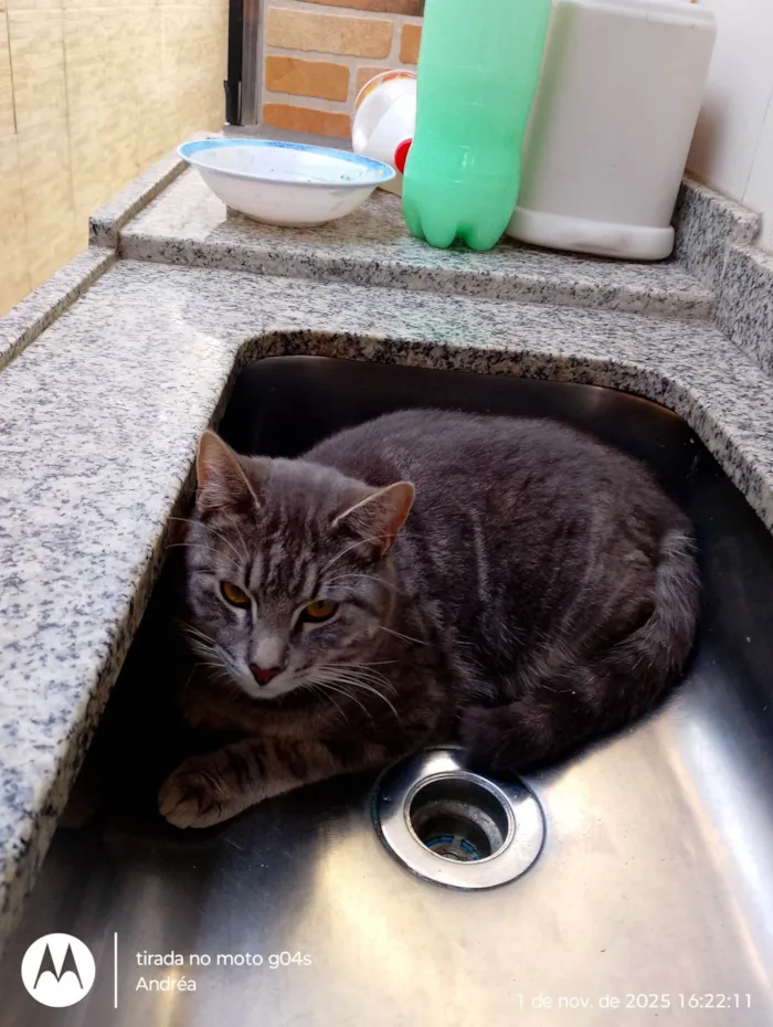 Gato ra a SRD-ViraLata idade 7 a 11 meses nome Menino 
