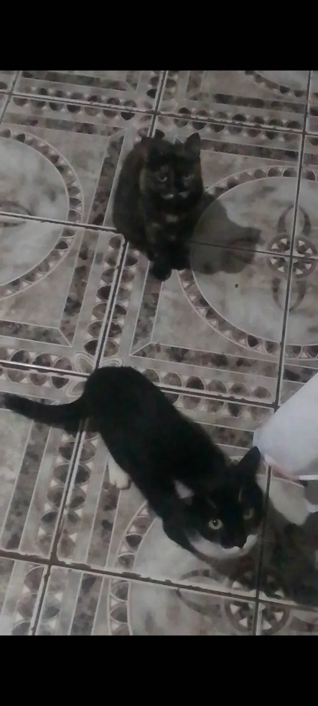 Gato ra a SRD-ViraLata idade 2 anos nome ZÉ PAULO 