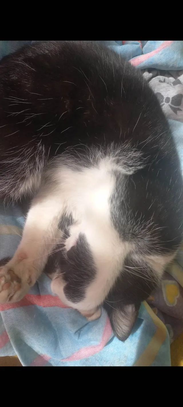 Gato ra a SRD-ViraLata idade 2 anos nome ZÉ PAULO 