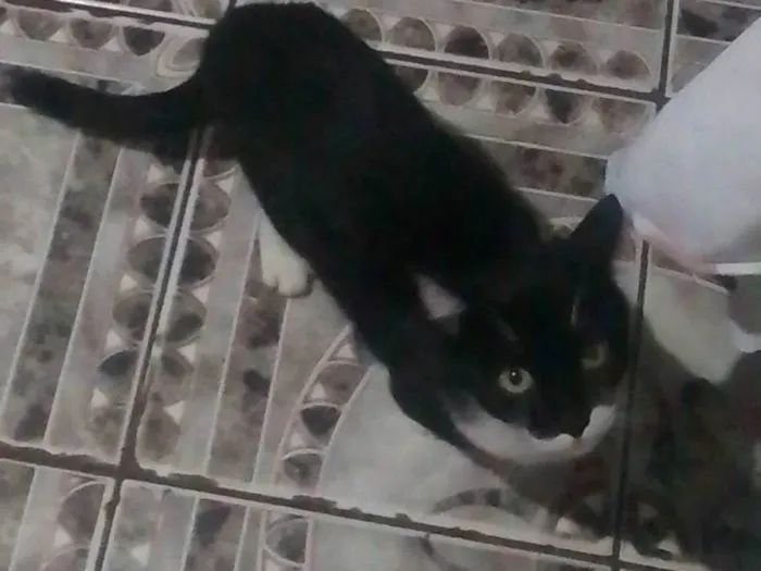 Gato ra a SRD-ViraLata idade 2 anos nome ZÉ PAULO 