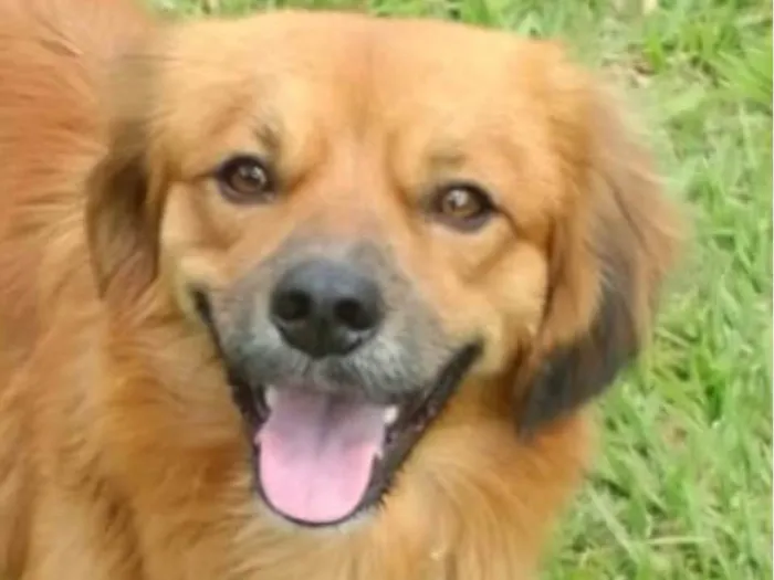 Cachorro raça Pequinês idade 7 a 11 meses nome Rex 