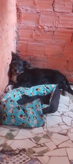 Cachorro raça Poodle misturado com vira lata  idade 6 ou mais anos nome Spaik