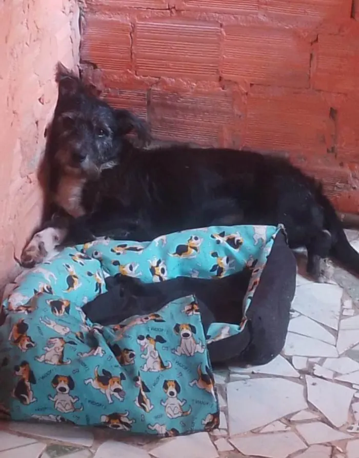 Cachorro ra a Poodle misturado com vira lata  idade 6 ou mais anos nome Spaik