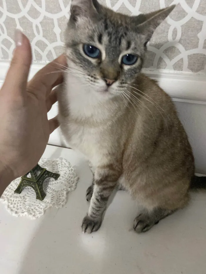 Gato ra a SRD-ViraLata idade 2 anos nome Simba