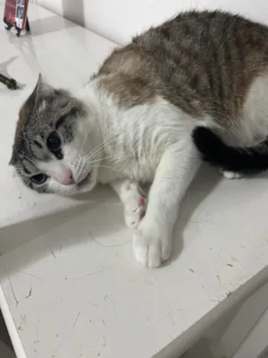 Gato ra a SRD-ViraLata idade 2 anos nome Kiara 