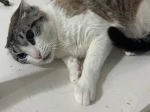 Gato ra a SRD-ViraLata idade 2 anos nome Kiara 