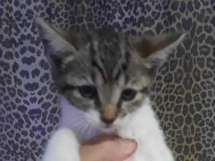 Gato raça SRD-ViraLata idade 2 a 6 meses nome Chico 