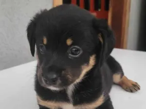 Cachorro ra a SRD-ViraLata idade Abaixo de 2 meses nome Sem Nome