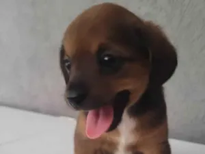 Cachorro raça SRD-ViraLata idade Abaixo de 2 meses nome Sem Nome