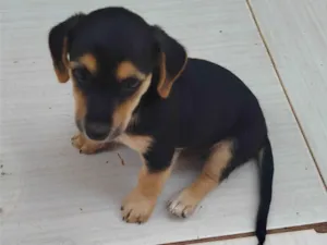 Cachorro raça Basset-Cofap idade Abaixo de 2 meses nome Sem Nome