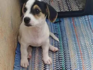 Cachorro ra a Basset-Cofap idade Abaixo de 2 meses nome Sem Nome
