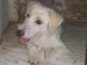 Cachorro raça SRD-ViraLata idade 7 a 11 meses nome Zeca