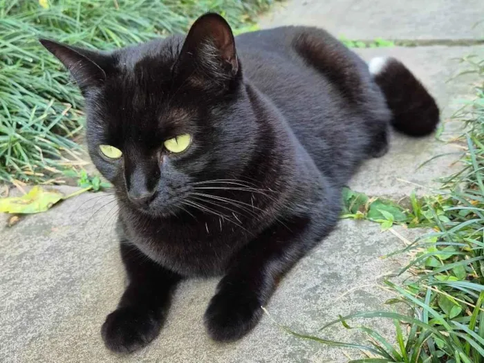 Gato ra a SRD-ViraLata idade 2 anos nome Pitoca