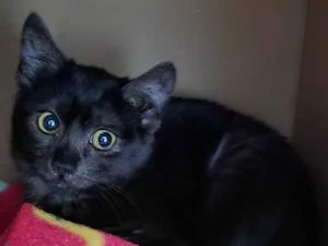 Gato raça SRD-ViraLata idade 2 a 6 meses nome Chica