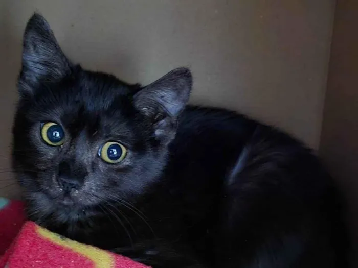 Gato ra a SRD-ViraLata idade 2 a 6 meses nome Chica