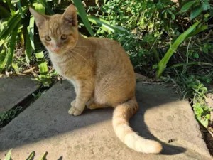 Gato raça SRD-ViraLata idade 7 a 11 meses nome Ferrugem