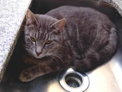 Gato raça SRD-ViraLata idade 7 a 11 meses nome Menino 