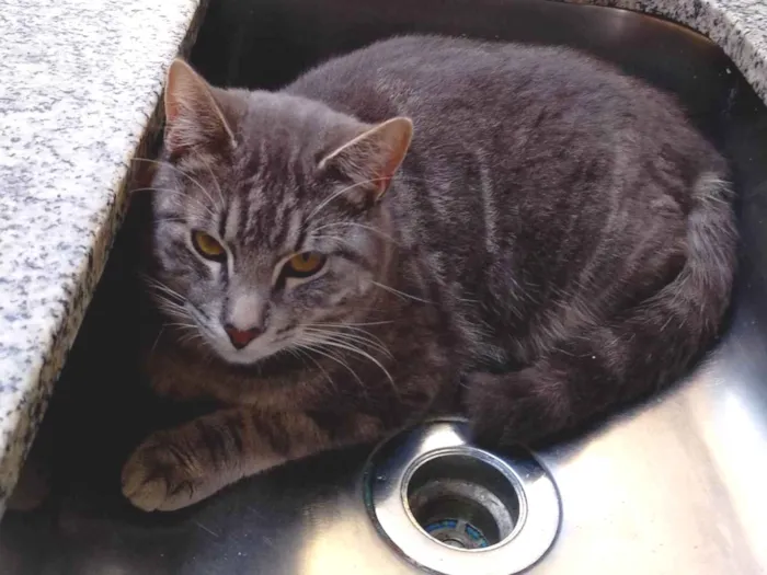 Gato ra a SRD-ViraLata idade 7 a 11 meses nome Menino 