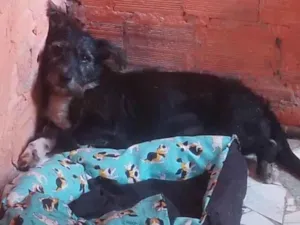 Cachorro ra a Poodle misturado com vira lata  idade 6 ou mais anos nome Spaik