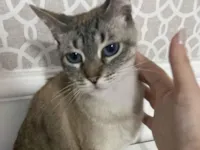 Gato raça SRD-ViraLata idade 2 anos nome Simba