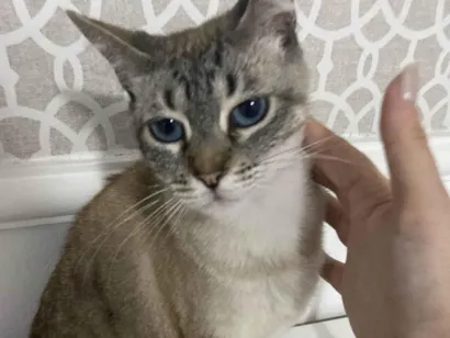 Gato raça SRD-ViraLata idade 2 anos nome Simba