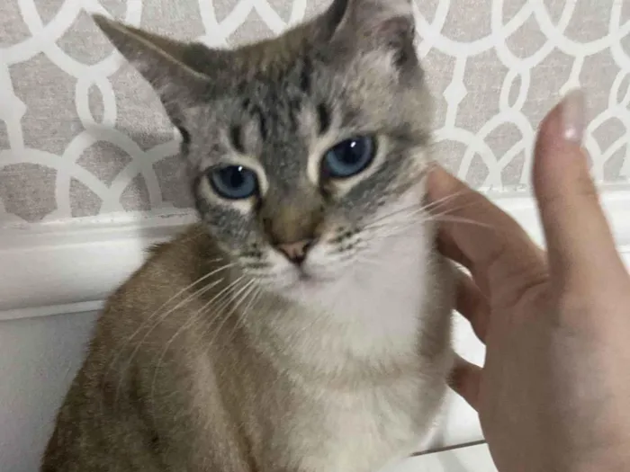 Gato ra a SRD-ViraLata idade 2 anos nome Simba