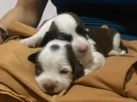 Cachorro raça SRD-ViraLata idade Abaixo de 2 meses nome Cão 