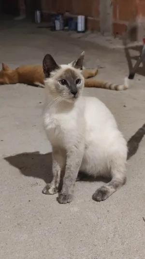 Gato raça SRD-ViraLata idade 1 ano nome Sem nome