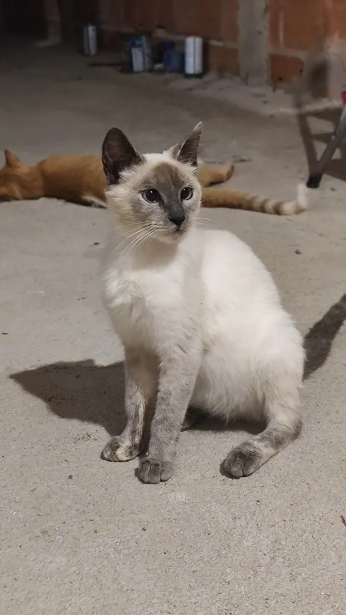 Gato ra a SRD-ViraLata idade 1 ano nome Sem nome