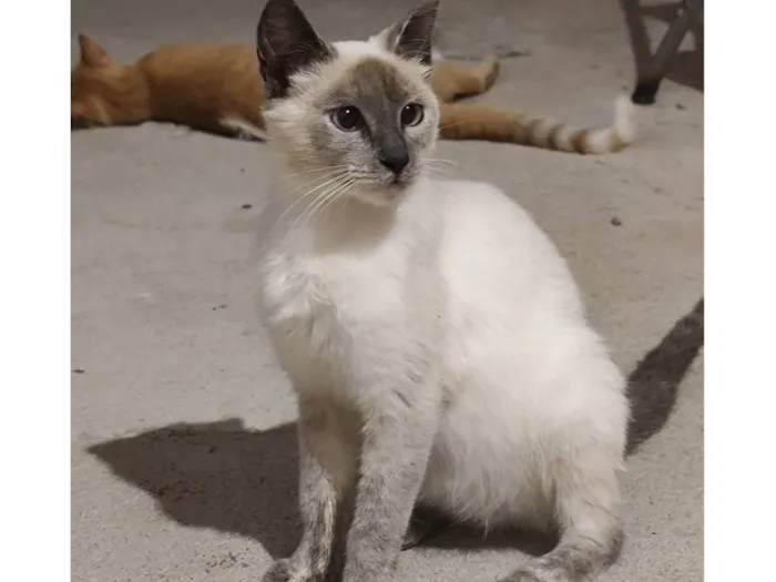 Gato ra a SRD-ViraLata idade 1 ano nome Sem nome