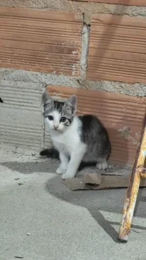 Gato raça SRD-ViraLata idade 2 a 6 meses nome Sem nome